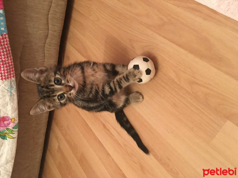 Tekir Kedi, Kedi  Badem fotoğrafı