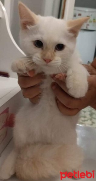 British Shorthair, Kedi  Oscar fotoğrafı
