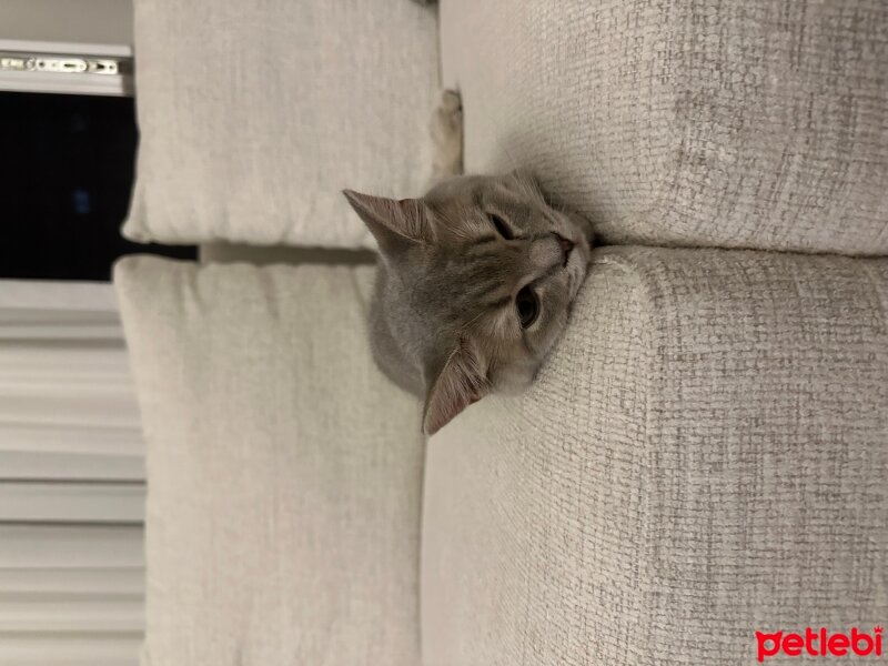 British Shorthair, Kedi  Badem fotoğrafı