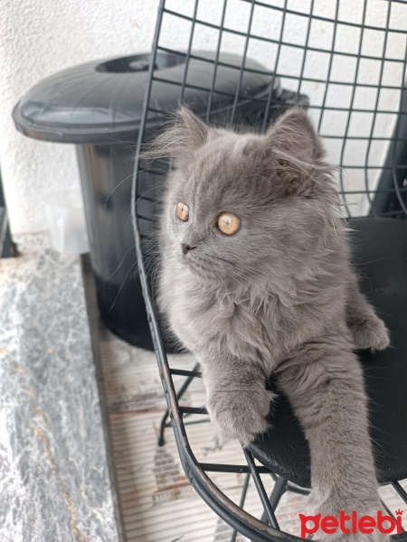 British Longhair, Kedi  Mia lina fotoğrafı