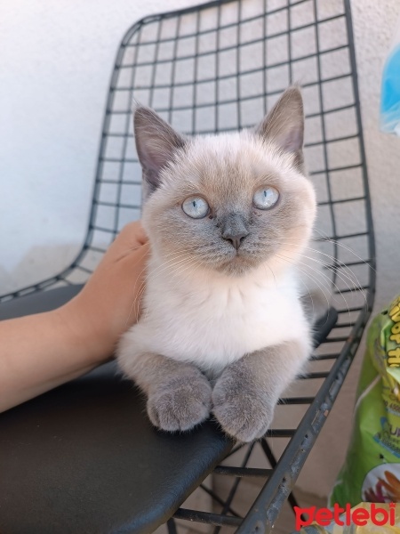 British Longhair, Kedi  Mia lina fotoğrafı