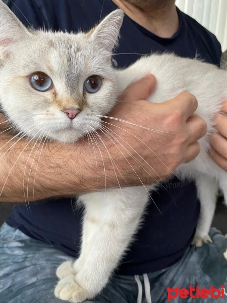 British Shorthair, Kedi  jüliet fotoğrafı