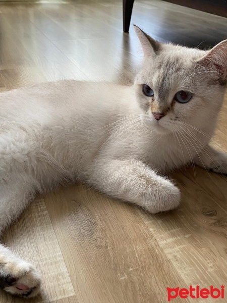 British Shorthair, Kedi  jüliet fotoğrafı
