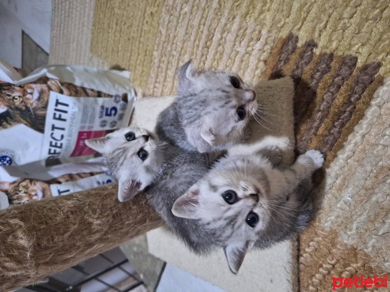 British Shorthair, Kedi  Kedi fotoğrafı