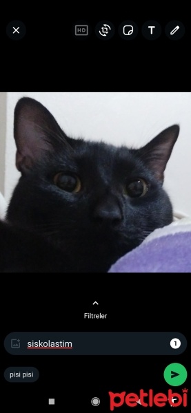 Bombay, Kedi  Luna fotoğrafı