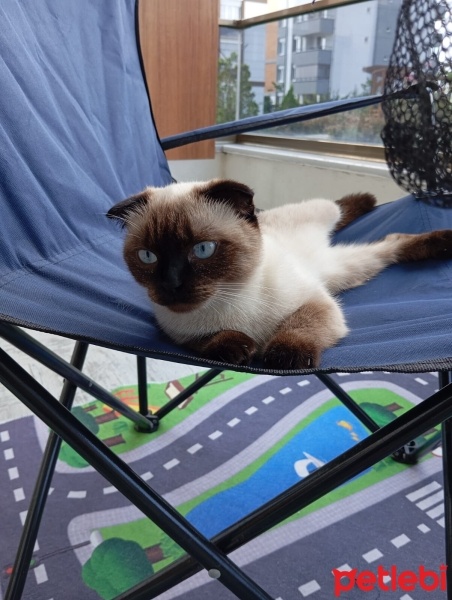 Scottish Fold, Kedi  Lola fotoğrafı