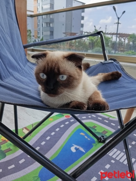 Scottish Fold, Kedi  Lola fotoğrafı