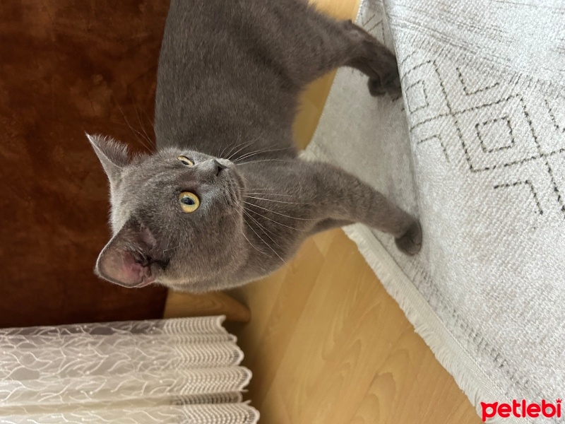 British Shorthair, Kedi  Tokyo fotoğrafı