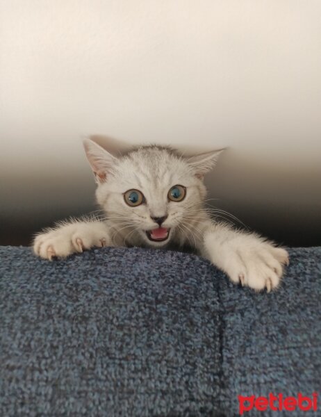 British Shorthair, Kedi  Miu fotoğrafı