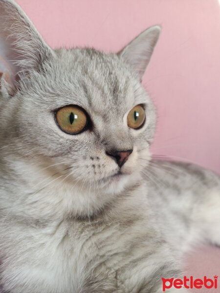 British Shorthair, Kedi  Miu fotoğrafı