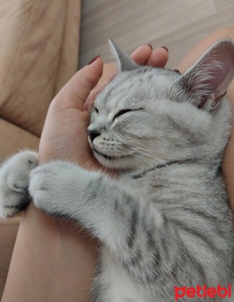 British Shorthair, Kedi  Miu fotoğrafı