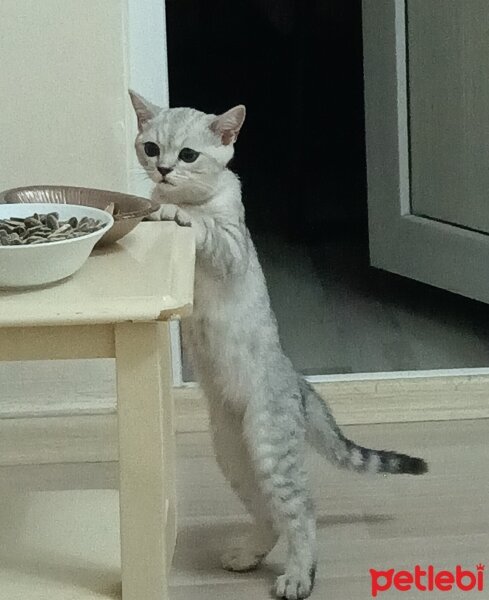 British Shorthair, Kedi  Miu fotoğrafı