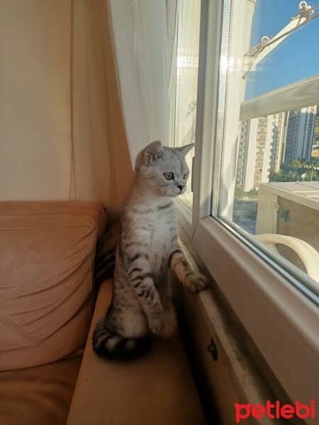 British Shorthair, Kedi  Miu fotoğrafı