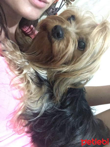 Yorkshire Terrier, Köpek  Minnie fotoğrafı
