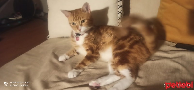 Sarman, Kedi  Daisy fotoğrafı