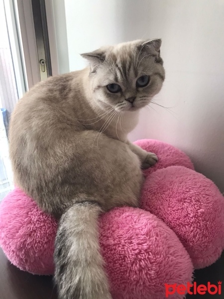 Scottish Fold, Kedi  Köpük fotoğrafı