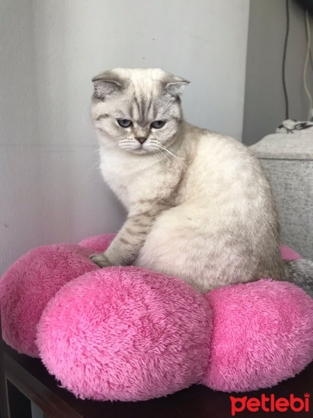 Scottish Fold, Kedi  Köpük fotoğrafı