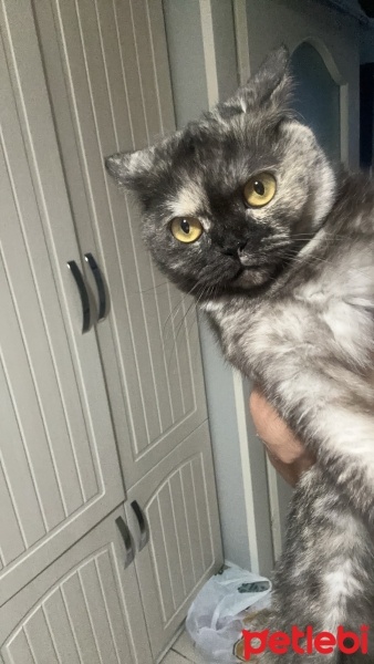 British Shorthair, Kedi  Tokyo fotoğrafı
