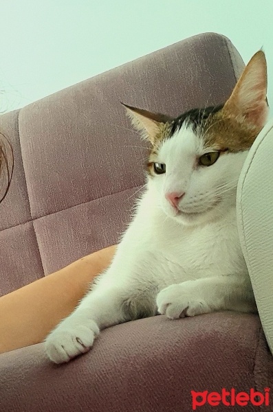 Tekir Kedi, Kedi  ÇAKIL fotoğrafı