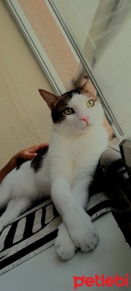 Tekir Kedi, Kedi  ÇAKIL fotoğrafı