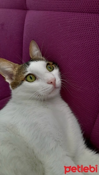 Tekir Kedi, Kedi  ÇAKIL fotoğrafı