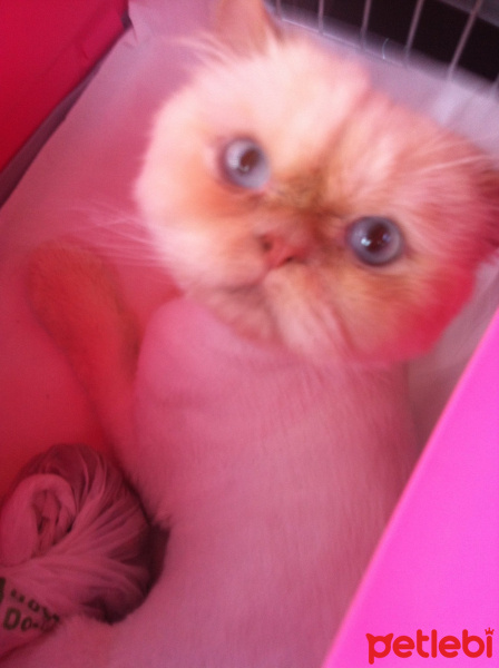 İran Kedisi (Persian), Kedi  haribo fotoğrafı