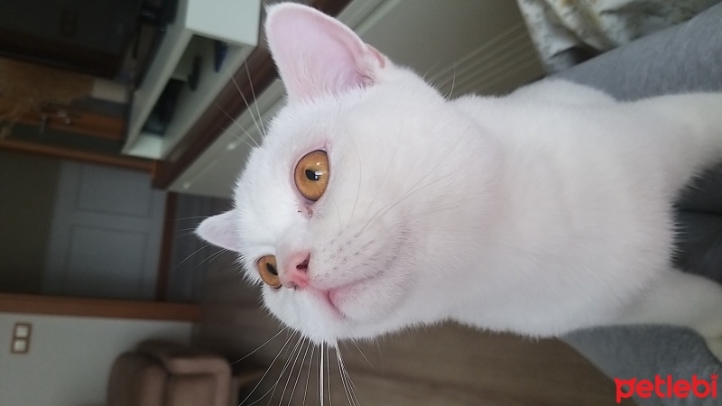 British Shorthair, Kedi  Robin fotoğrafı