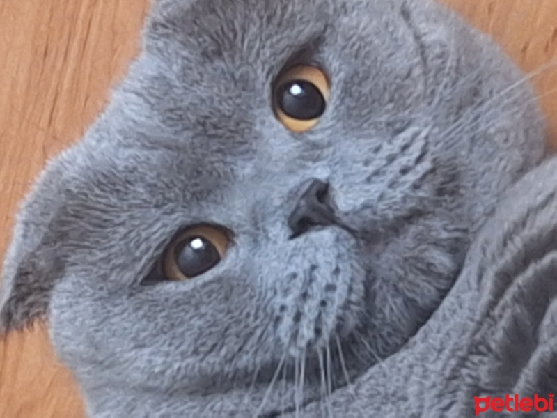 Scottish Fold, Kedi  Checo fotoğrafı