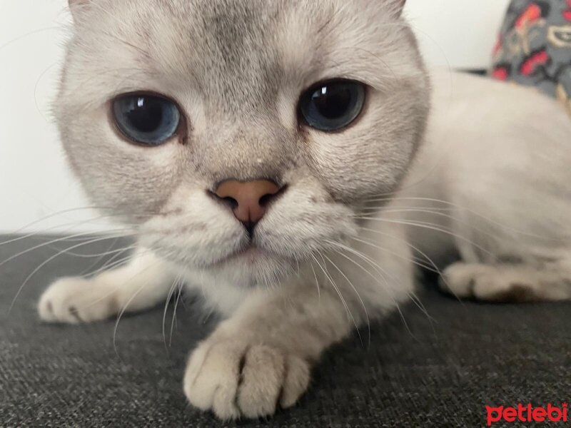 British Shorthair, Kedi  Vasya fotoğrafı