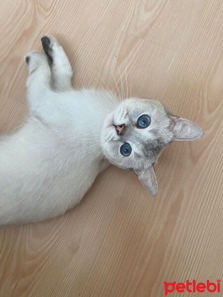 British Shorthair, Kedi  Vasya fotoğrafı