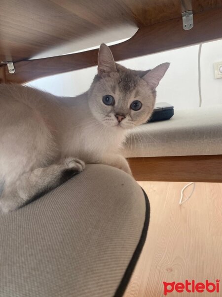 British Shorthair, Kedi  Vasya fotoğrafı