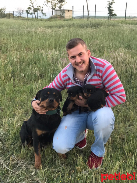 Rottweiler, Köpek  Eva fotoğrafı