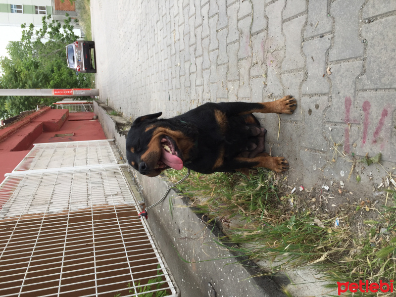 Rottweiler, Köpek  Eva fotoğrafı