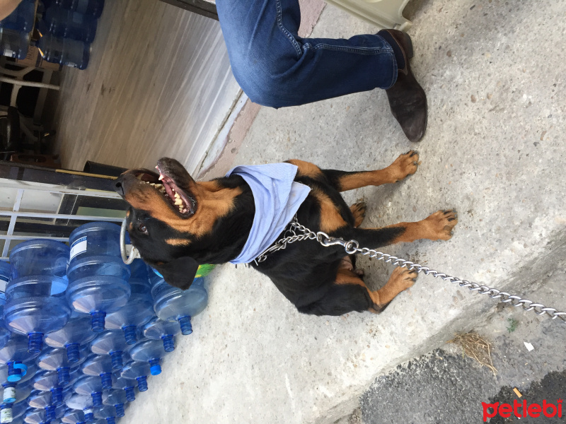 Rottweiler, Köpek  Eva fotoğrafı