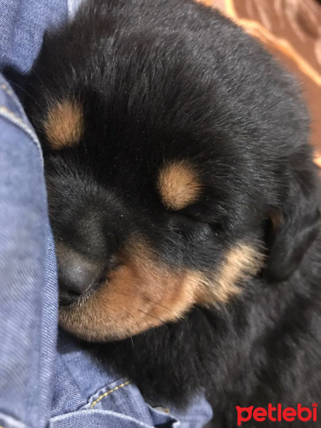 Rottweiler, Köpek  Eva fotoğrafı