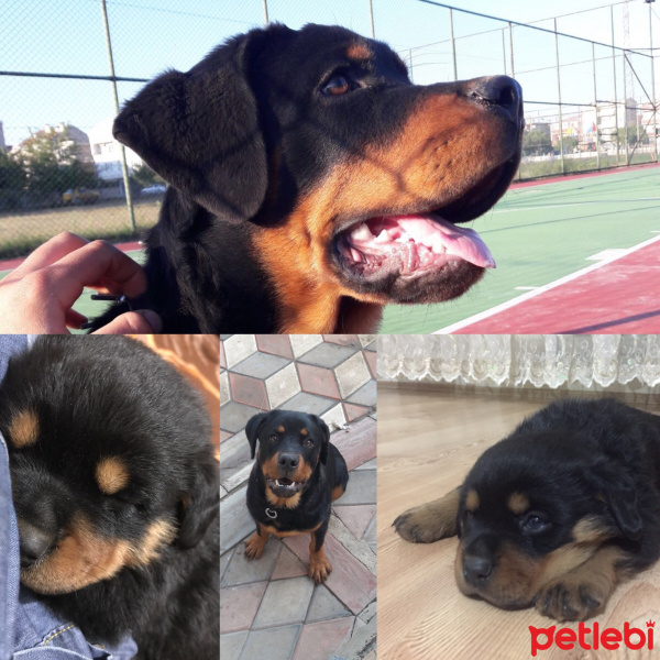 Rottweiler, Köpek  Eva fotoğrafı