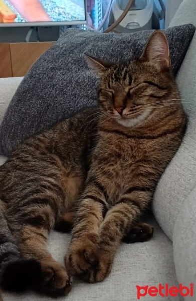 Tekir Kedi, Kedi  Çakıl fotoğrafı
