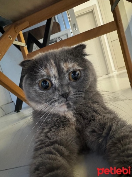 Scottish Fold, Kedi  Lotus Totik fotoğrafı