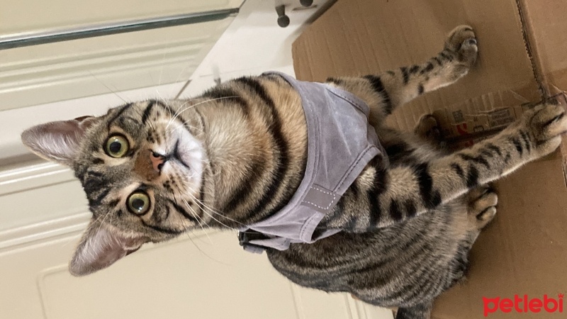 Tekir Kedi, Kedi  Maru fotoğrafı