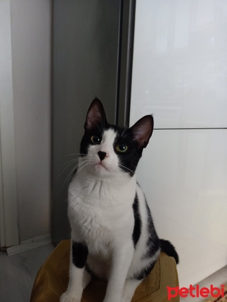 Tuxedo (Smokin) Kedi, Kedi  süslü fotoğrafı
