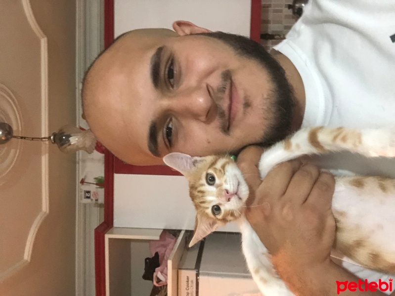 Sarman, Kedi  Şero fotoğrafı