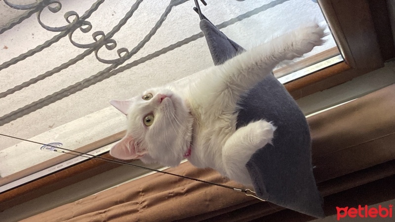 Ankara Kedisi, Kedi  Leyla fotoğrafı