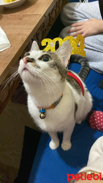 Tekir Kedi, Kedi  Arife fotoğrafı