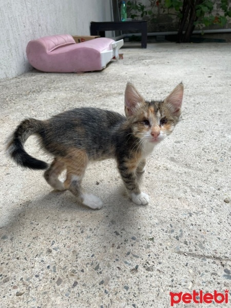 Tekir Kedi, Kedi  Minnak fotoğrafı