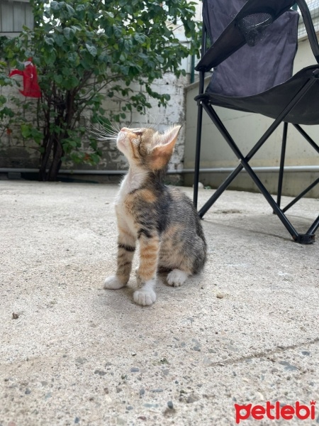 Tekir Kedi, Kedi  Minnak fotoğrafı