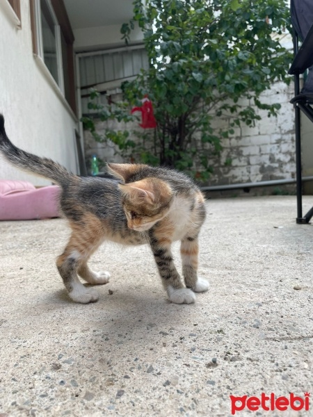 Tekir Kedi, Kedi  Minnak fotoğrafı