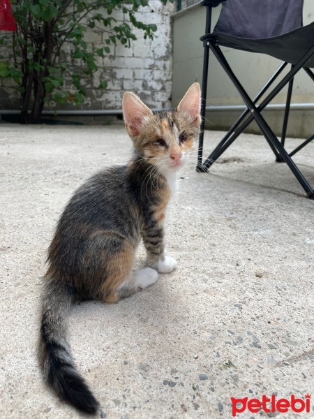 Tekir Kedi, Kedi  Minnak fotoğrafı