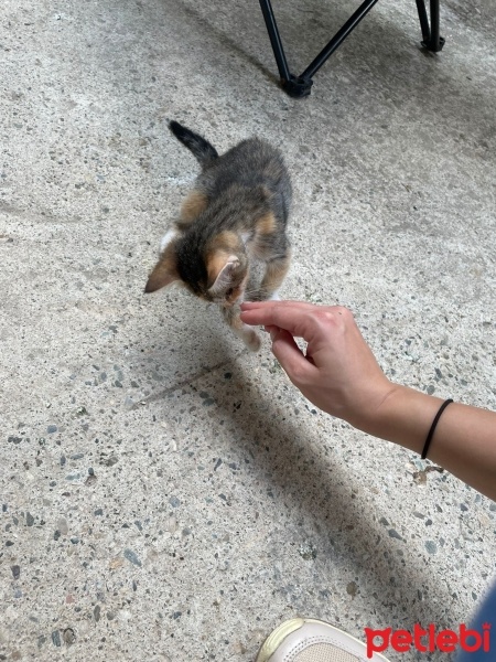 Tekir Kedi, Kedi  Minnak fotoğrafı
