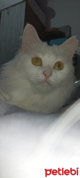 Ankara Kedisi, Kedi  Lucy fotoğrafı