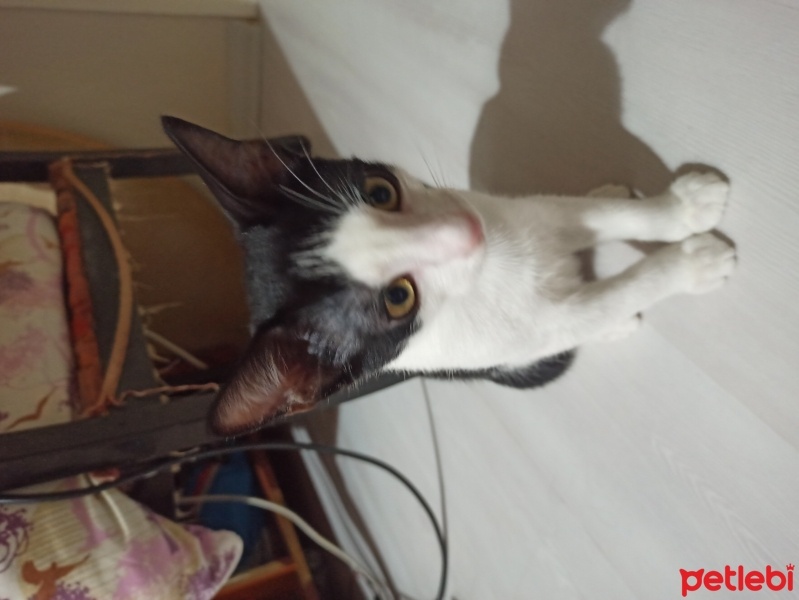 Tekir Kedi, Kedi  Minnoş fotoğrafı